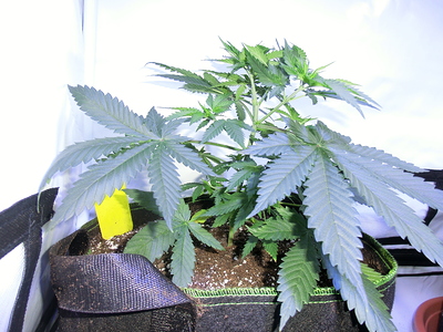 Eine junge Cannabispflanze in einem Stofftopf, die sich im Wuchs befindet. Die Pflanze hat mehrere Verzweigungen und gesunde, grüne Blätter.