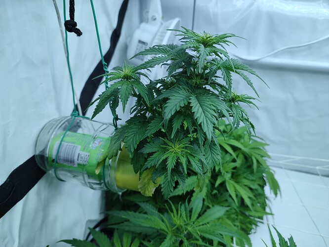 Growreport Bild 6