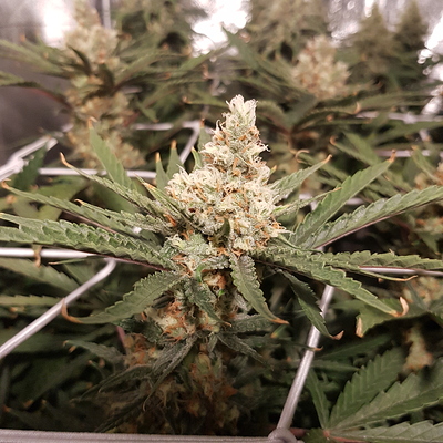 Growreport Bild 12