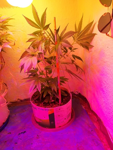 Growreport Bild 7