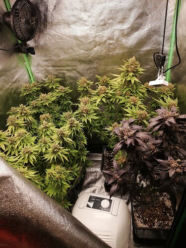 Growreport Bild 6