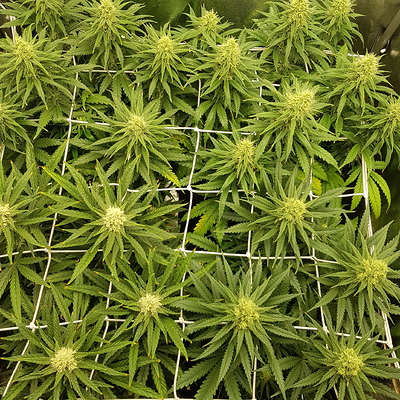 Growreport Bild 7