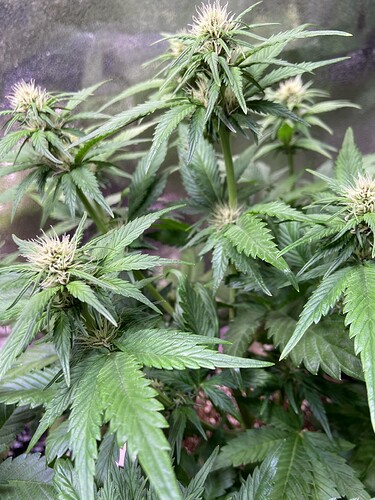 Growreport Bild 4