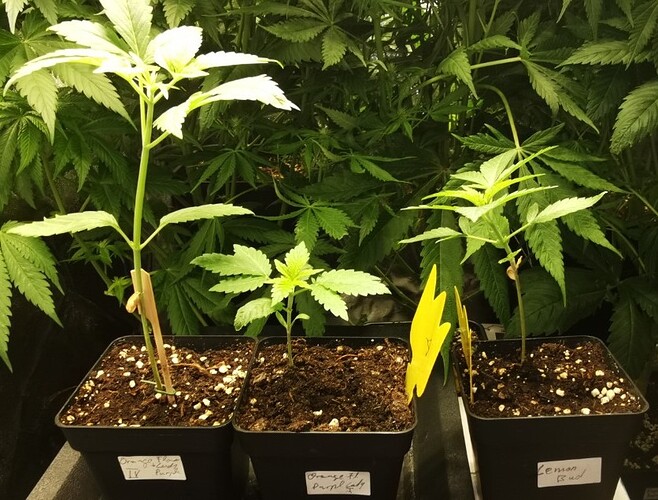 Growreport Bild 46