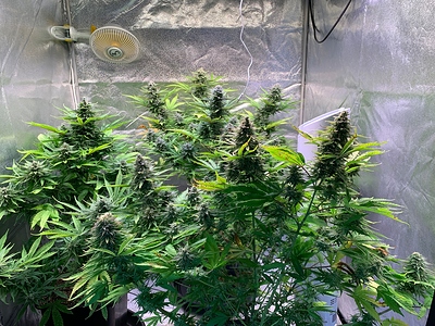 Growreport Bild 5