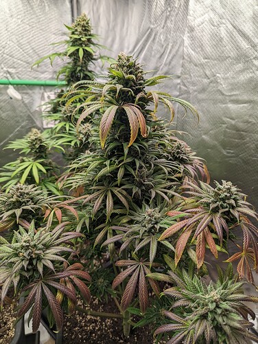 Growreport Bild 13