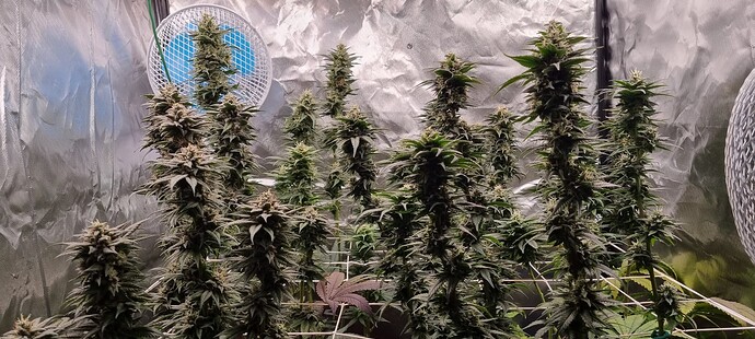Growreport Bild 33