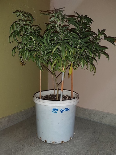 Growreport Bild 1