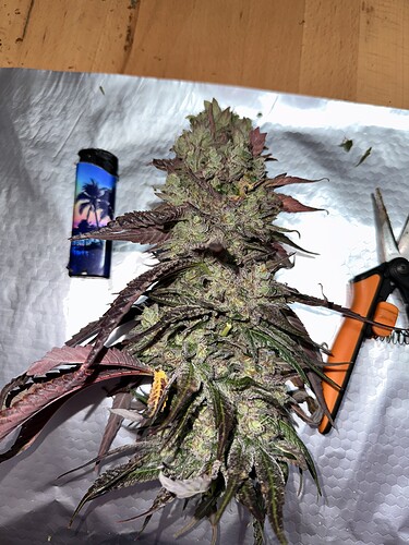 Growreport Bild 6