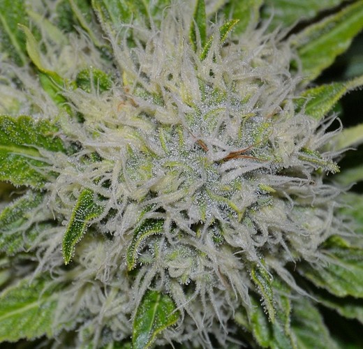 Growreport Bild 9