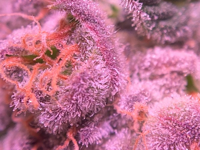 Growreport Bild 16