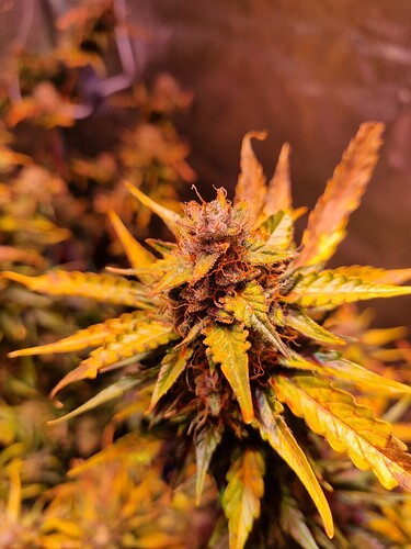 Growreport Bild 17