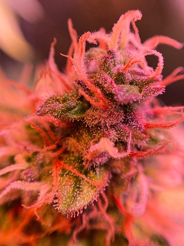 Growreport Bild 36