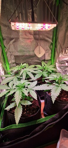 Growreport Bild 4