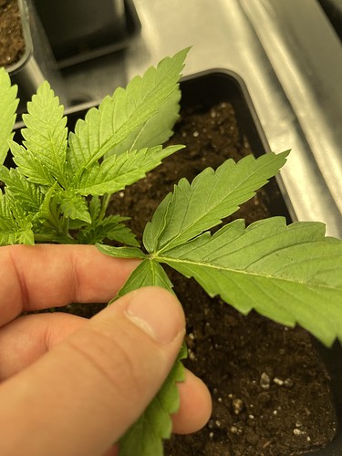 Growreport Bild 12
