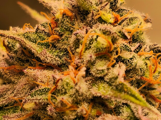 Growreport Bild 7