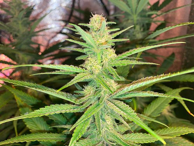 Growreport Bild 27