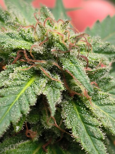 Growreport Bild 4