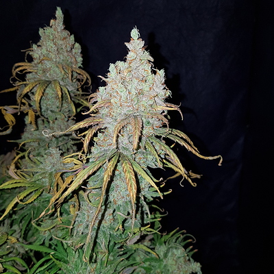 Growreport Bild 19