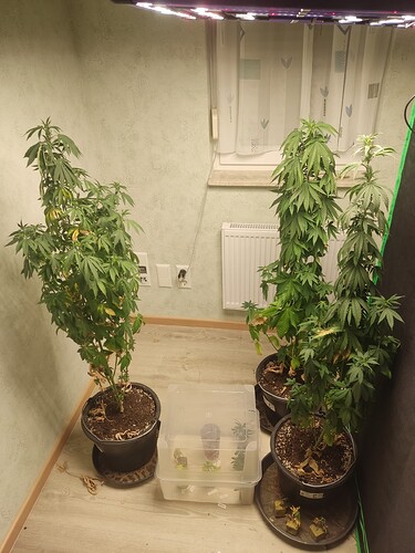 Growreport Bild 1