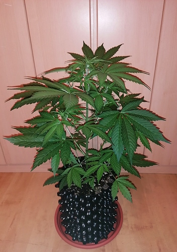 Growreport Bild 3
