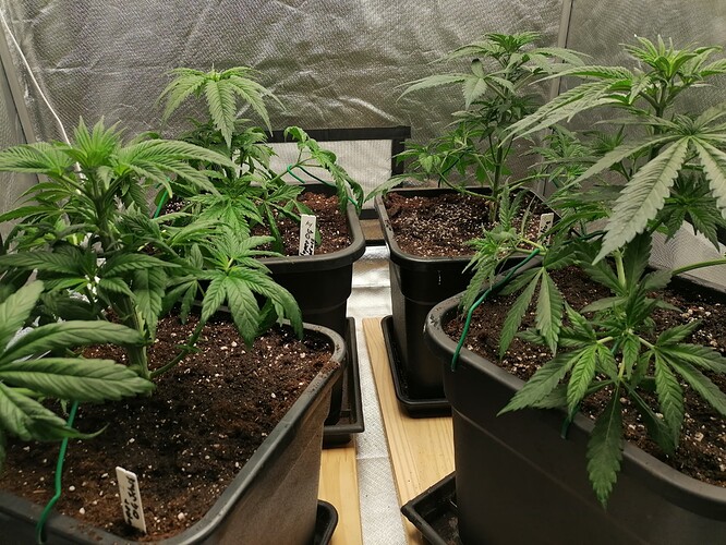 Growreport Bild 8