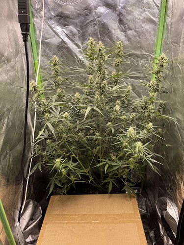 Growreport Bild 15