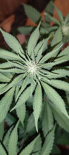 Growreport Bild 3