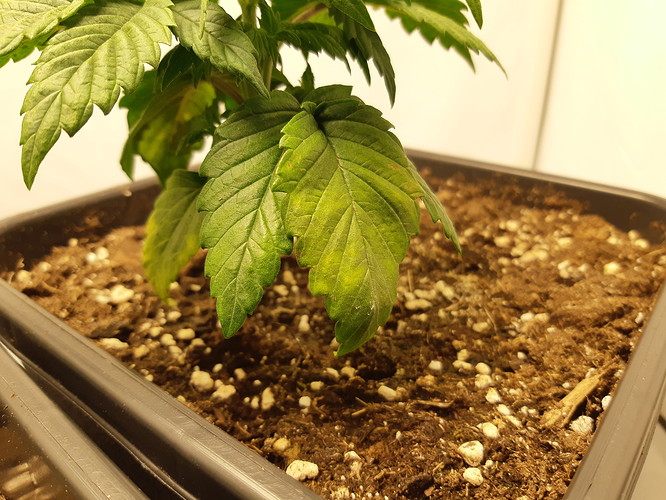Growreport Bild 7