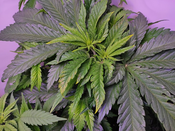 Growreport Bild 2