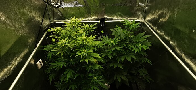 Growreport Bild 36