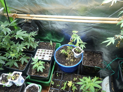 Growreport Bild 10