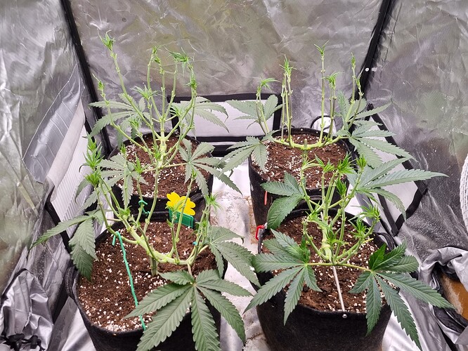 Growreport Bild 60