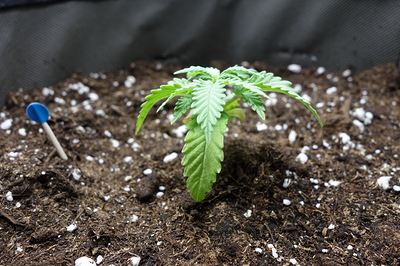 Ein junger Cannabis-Keimling mit mehreren Blättern steht in feuchter Erde. Ein blauer Markierungsstab ist links neben der Pflanze in die Erde gesteckt.