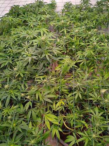 Growreport Bild 3