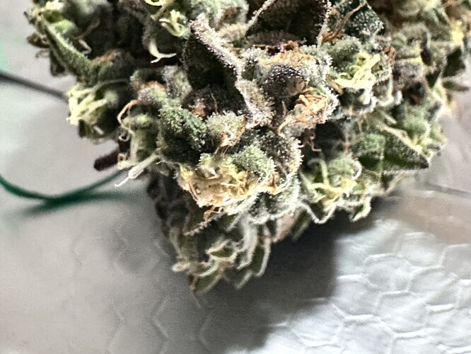 Growreport Bild 19