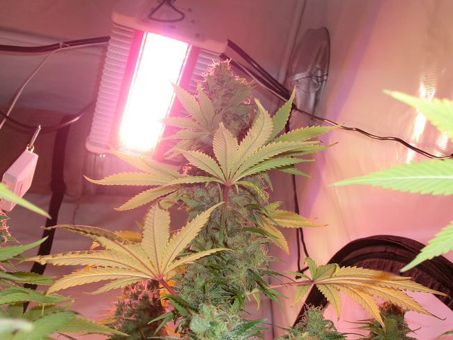 Growreport Bild 9