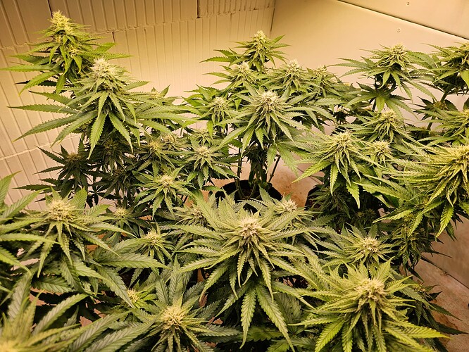 Growreport Bild 25