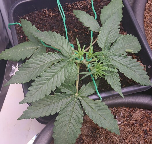 Growreport Bild 3