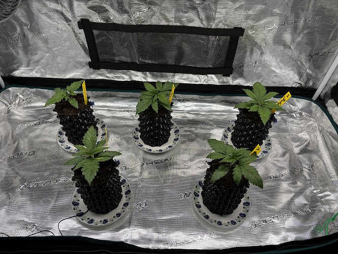 Growreport Bild 113