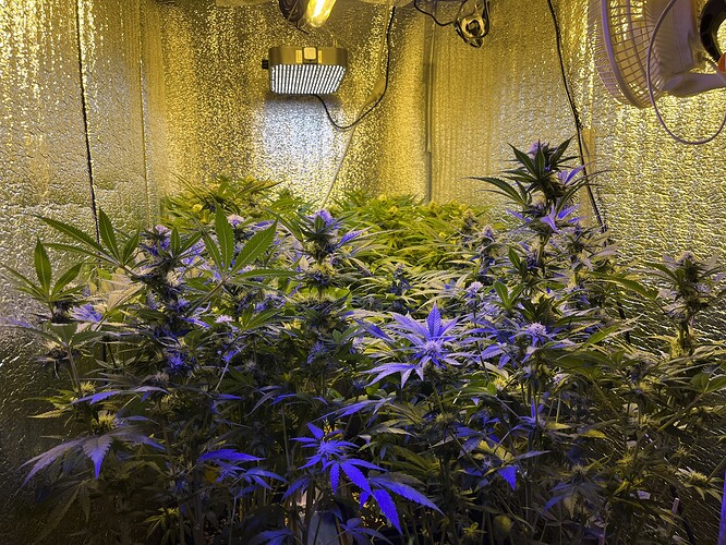 Growreport Bild 7