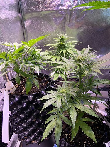 Growreport Bild 26