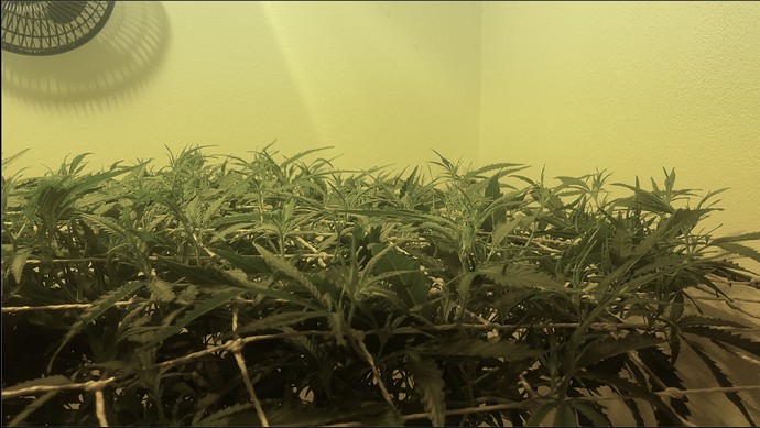 Growreport Bild 12