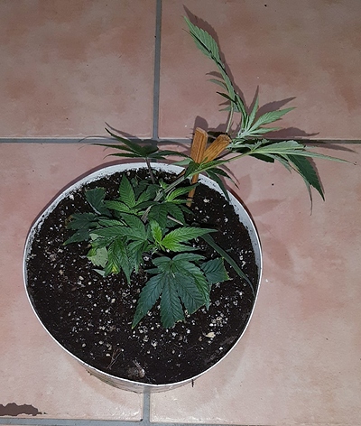 Growreport Bild 9