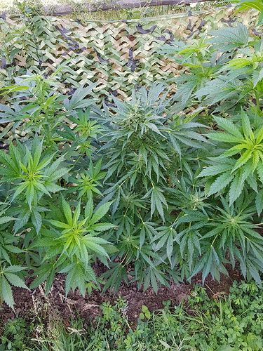 Growreport Bild 5