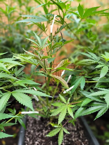 Growreport Bild 2