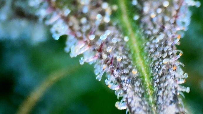 Growreport Bild 16