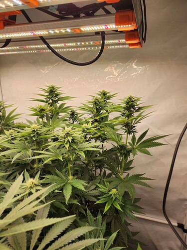 Growreport Bild 5