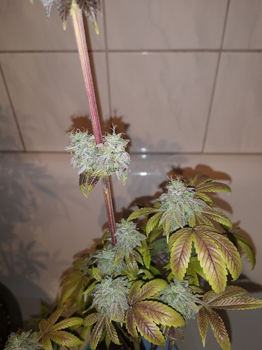 Growreport Bild 12