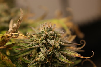 Growreport Bild 5